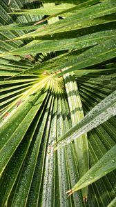 Preview wallpaper palm, leaves, drops, moisture, green, macro