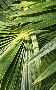 Preview wallpaper palm, leaves, drops, moisture, green, macro