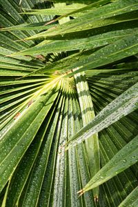 Preview wallpaper palm, leaves, drops, moisture, green, macro