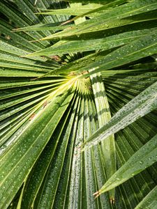 Preview wallpaper palm, leaves, drops, moisture, green, macro