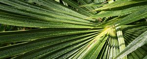 Preview wallpaper palm, leaves, drops, moisture, green, macro