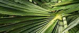 Preview wallpaper palm, leaves, drops, moisture, green, macro