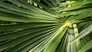 Preview wallpaper palm, leaves, drops, moisture, green, macro