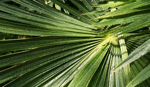 Preview wallpaper palm, leaves, drops, moisture, green, macro