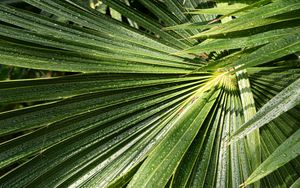 Preview wallpaper palm, leaves, drops, moisture, green, macro