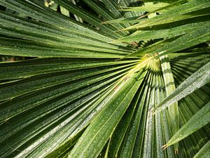 Preview wallpaper palm, leaves, drops, moisture, green, macro