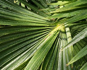 Preview wallpaper palm, leaves, drops, moisture, green, macro