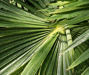 Preview wallpaper palm, leaves, drops, moisture, green, macro