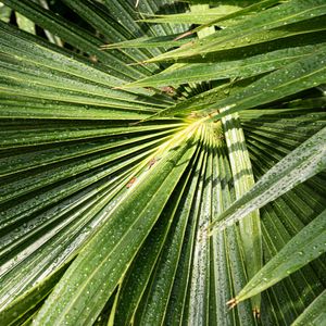 Preview wallpaper palm, leaves, drops, moisture, green, macro