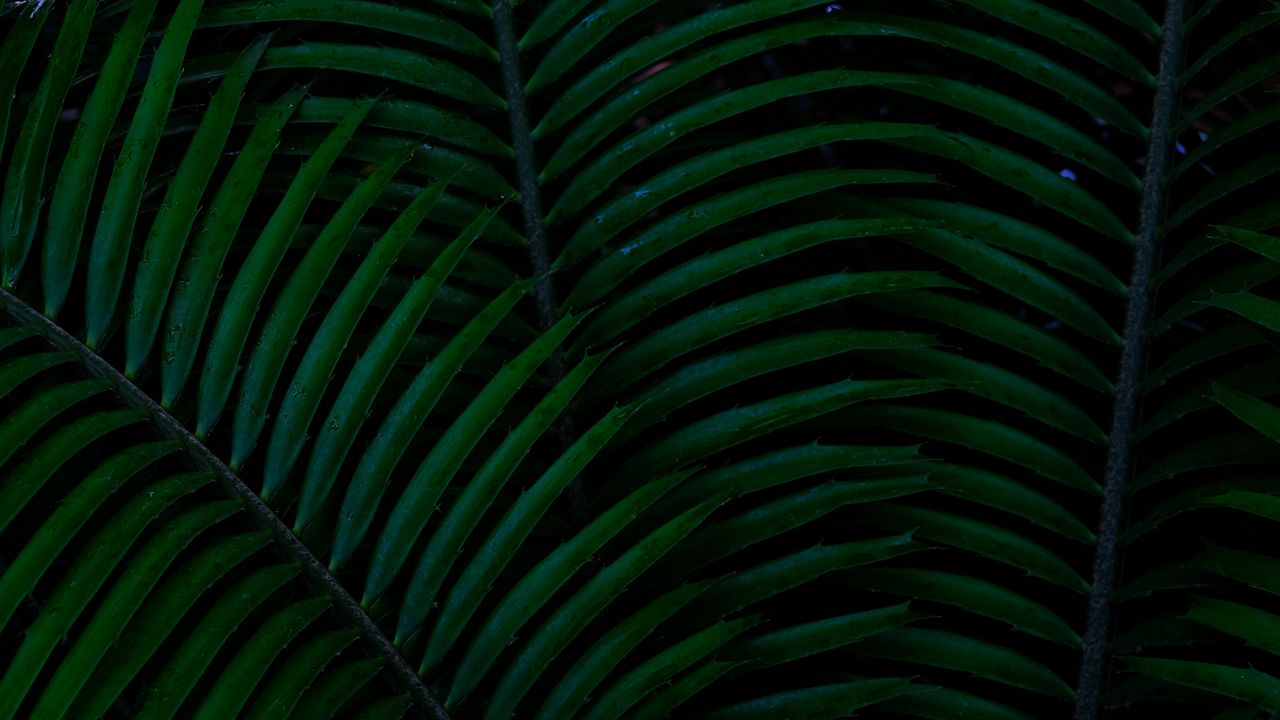 Wallpaper palm, leaves, green, dark, plant hd, picture, image