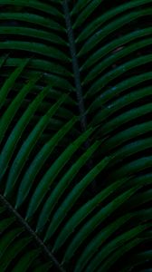 Preview wallpaper palm, leaves, green, dark, plant