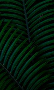 Preview wallpaper palm, leaves, green, dark, plant