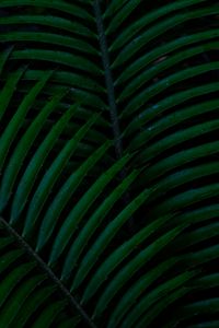 Preview wallpaper palm, leaves, green, dark, plant