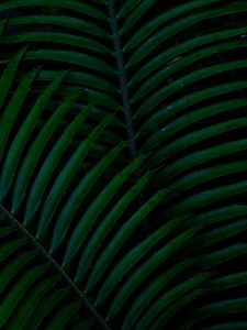 Preview wallpaper palm, leaves, green, dark, plant