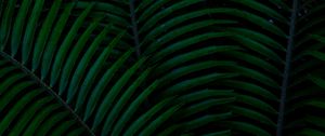 Preview wallpaper palm, leaves, green, dark, plant