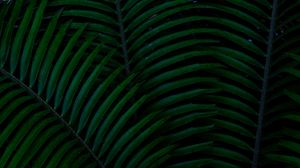 Preview wallpaper palm, leaves, green, dark, plant