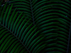 Preview wallpaper palm, leaves, green, dark, plant