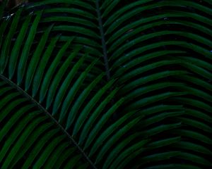 Preview wallpaper palm, leaves, green, dark, plant