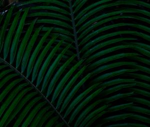 Preview wallpaper palm, leaves, green, dark, plant