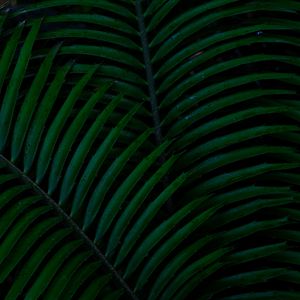 Preview wallpaper palm, leaves, green, dark, plant