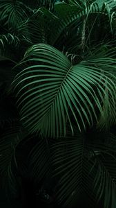 Preview wallpaper palm, leaves, green, dark