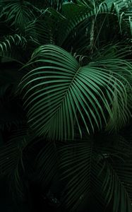 Preview wallpaper palm, leaves, green, dark