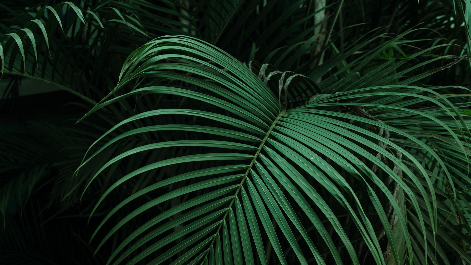 Download wallpaper 1920x1080 palm, leaves, green, dark full hd, hdtv, fhd,  1080p hd background