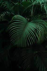 Preview wallpaper palm, leaves, green, dark