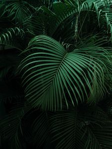 Preview wallpaper palm, leaves, green, dark