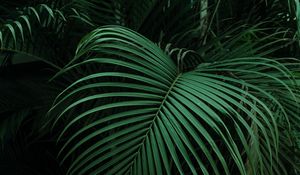 Preview wallpaper palm, leaves, green, dark