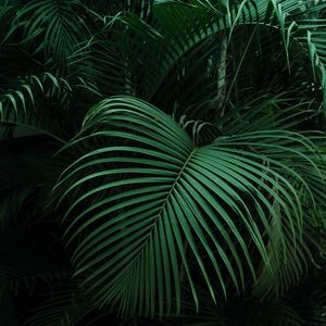 Preview wallpaper palm, leaves, green, dark