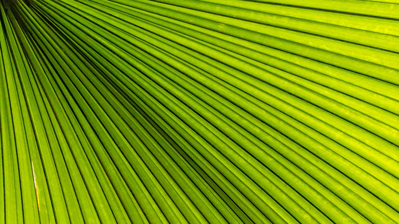 Wallpaper palm, leaves, green, macro