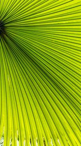 Preview wallpaper palm, leaves, green, macro