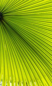 Preview wallpaper palm, leaves, green, macro