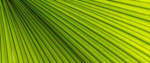 Preview wallpaper palm, leaves, green, macro