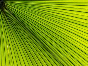 Preview wallpaper palm, leaves, green, macro