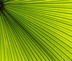 Preview wallpaper palm, leaves, green, macro