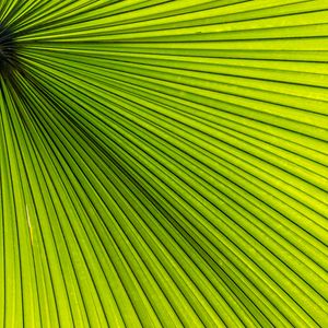 Preview wallpaper palm, leaves, green, macro