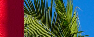 Preview wallpaper palm leaves, leaves, tropical