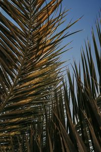 Preview wallpaper palm leaves, leaves, tropics