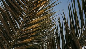 Preview wallpaper palm leaves, leaves, tropics