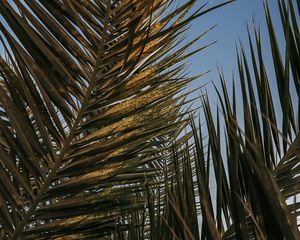 Preview wallpaper palm leaves, leaves, tropics