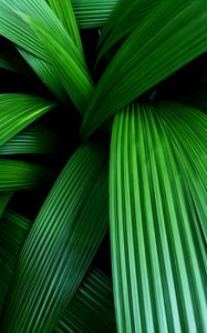 Preview wallpaper palm, leaves, macro