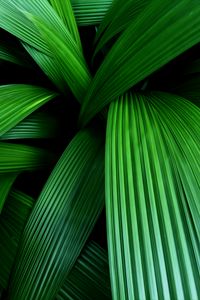 Preview wallpaper palm, leaves, macro