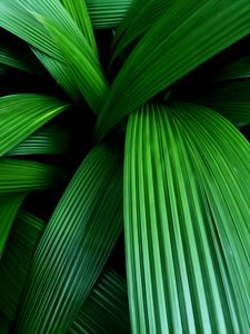 Preview wallpaper palm, leaves, macro