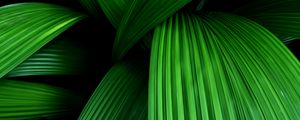 Preview wallpaper palm, leaves, macro