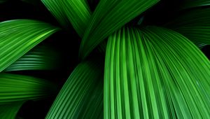 Preview wallpaper palm, leaves, macro