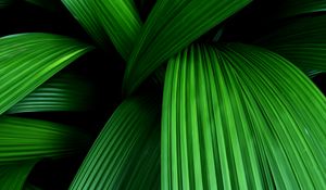 Preview wallpaper palm, leaves, macro