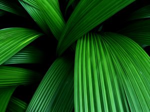 Preview wallpaper palm, leaves, macro