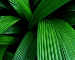 Preview wallpaper palm, leaves, macro